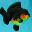 AAA Grade Apache Yuanbao Male 4.5-5 inches #072426YB_24