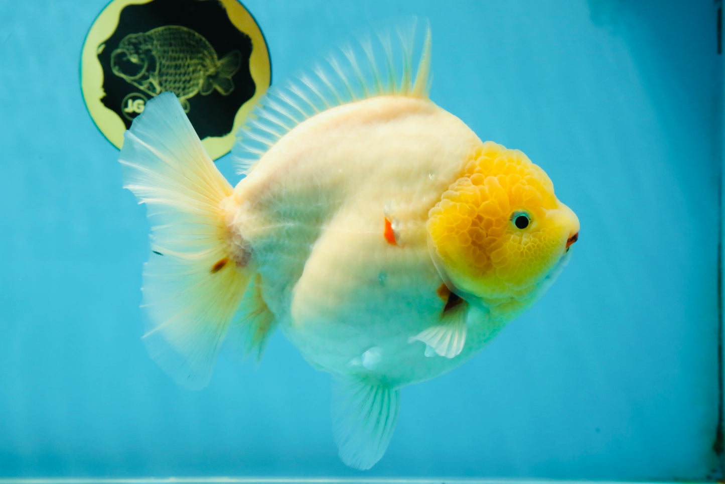 SHOW GRADE Godzilla Sakura Yuanbao Male 6 inches #050925YB_24