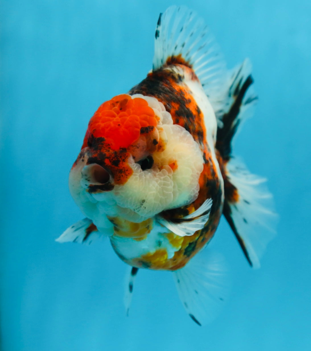 AAA Grade Godzilla Calico Yuanbao Male 4.5-5 inches #080125YB_14