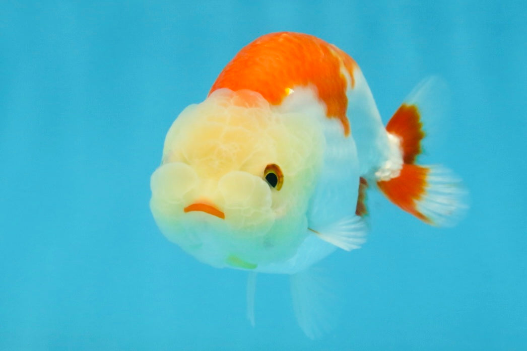 A Grade Red White LionKing 4 inches #112825LC_11