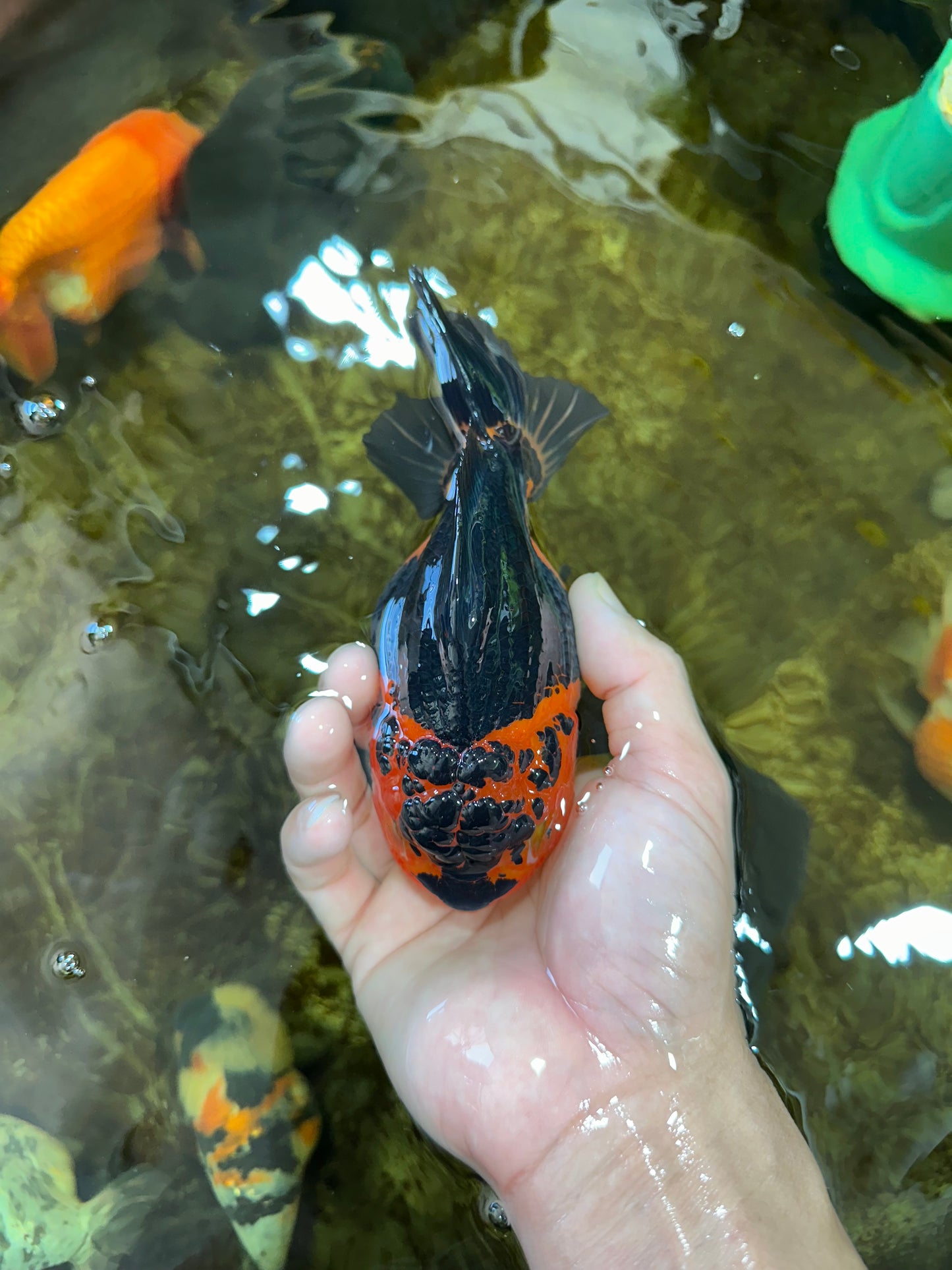 A Grade SPECIAL Apache Yuanbao Female 5.5 inches #100325YB_04