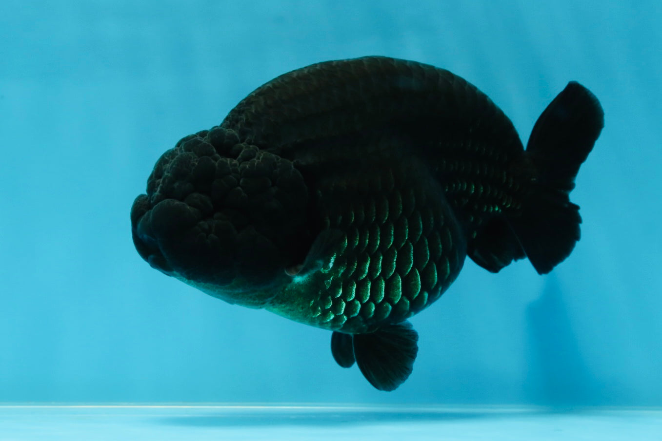 AAA Grade RARE Strong Body Structure Godzilla Black LionQueen 5 inches #051625LC_07