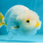 A Grade DUCKY White LionQueen 4.5-5 inches #122724LC_14