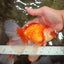 A Grade Red White Oranda Male 6.5 inches #082826OR_11