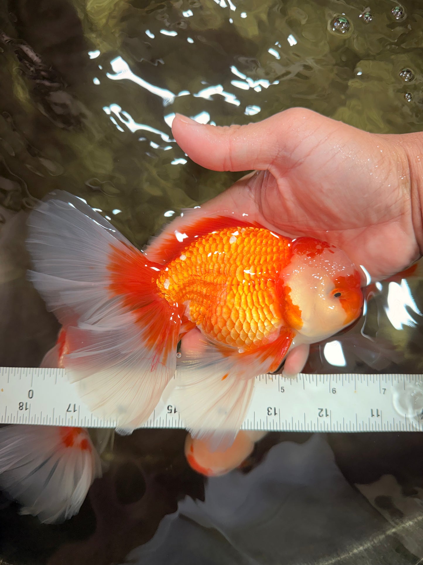 A Grade Red White Oranda Male 6.5 inches #082826OR_11