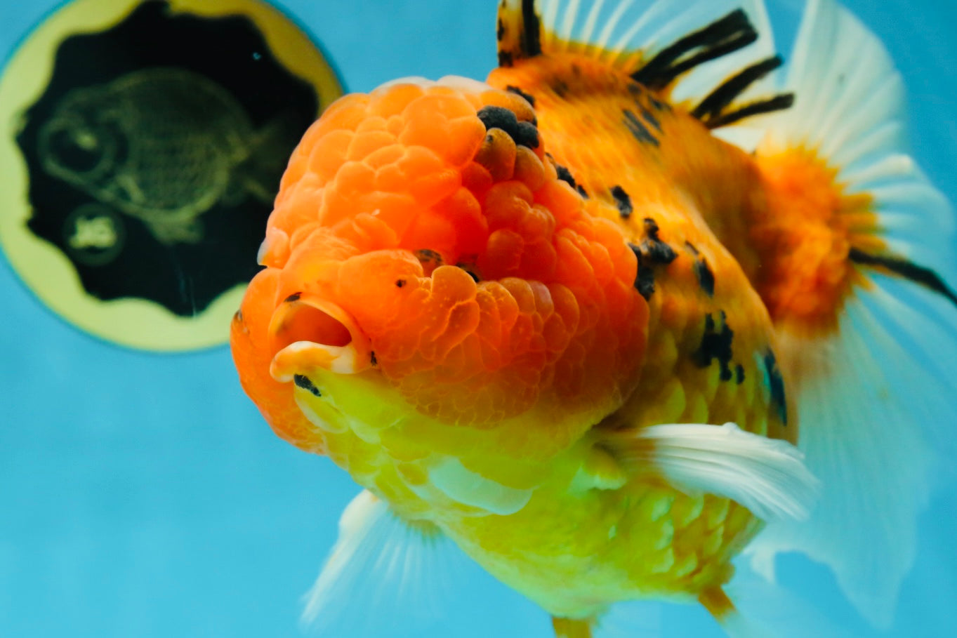 Jumbo A Grade Tiger Oranda Butterly Tail Female 7.5 inches #050225OR_12