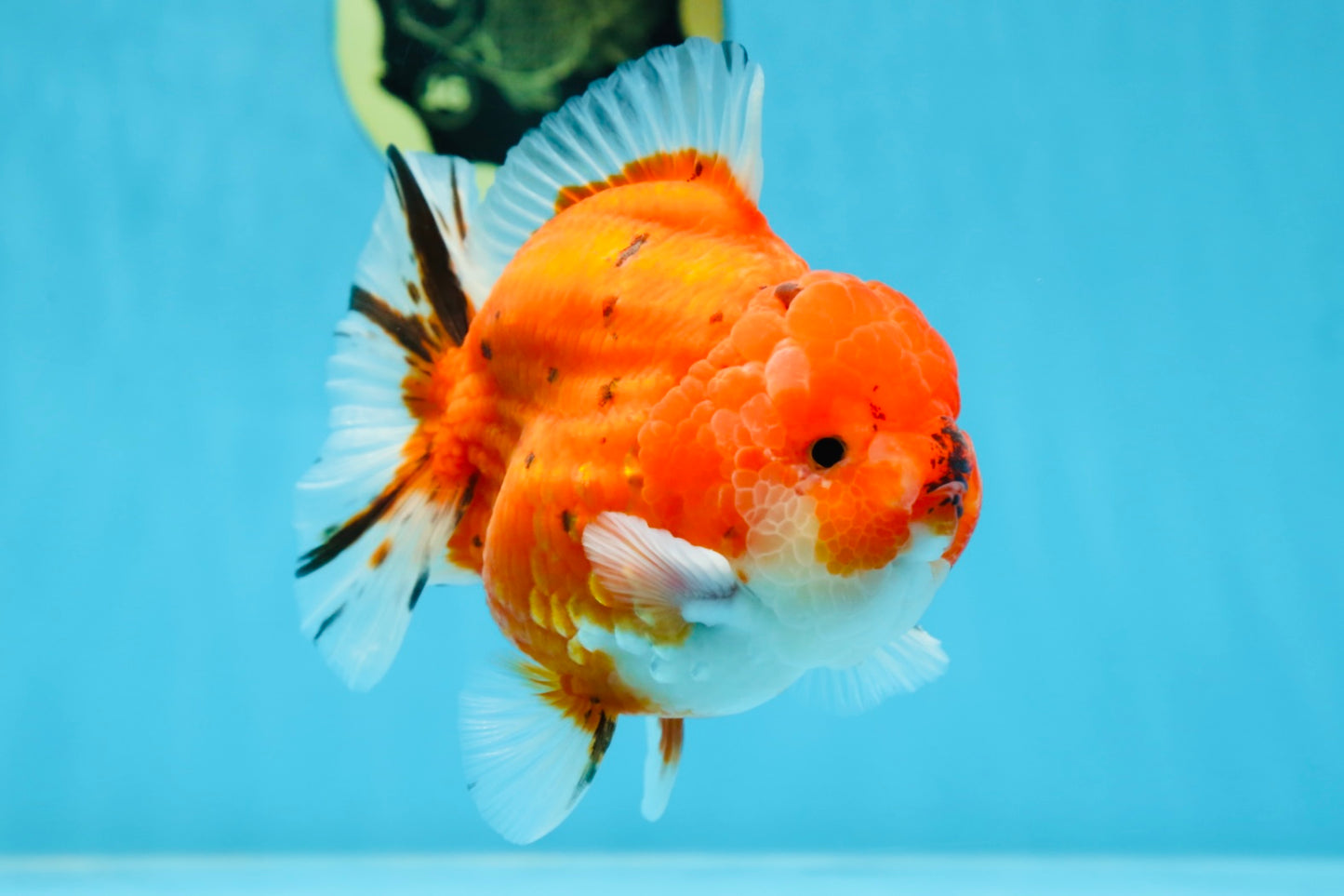 AAA Grade Godzilla Sakura Yuanbao Male 5 inches #080125YB_13