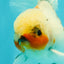 Marble Oranda Male 6.5 inches #091826OR_02