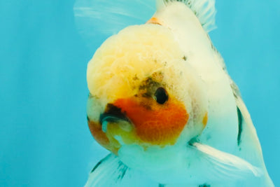 Marble Oranda Male 6.5 inches #091826OR_02