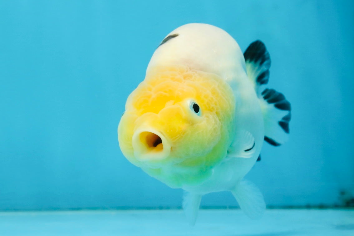 A Grade Milk Cow Ranchu Female 4.5 inches #101025RC_14