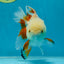 A Grade Orange White Oranda Male 5 inches #060625OR_16