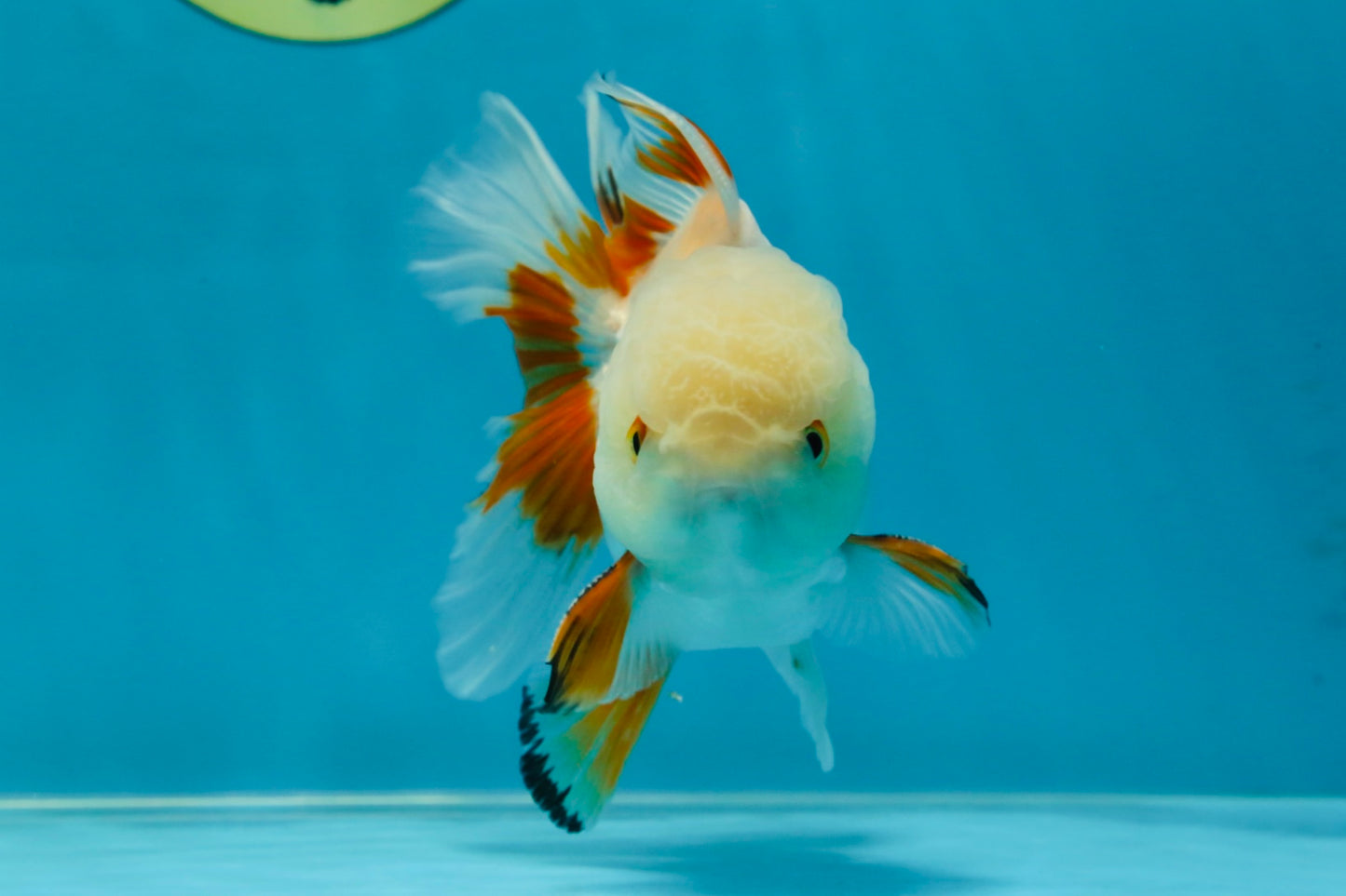 A Grade Orange White Oranda Male 5 inches #060625OR_16