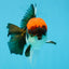 Red Head Tricolor Oranda Male 4.5-5 inches #032726OR_09