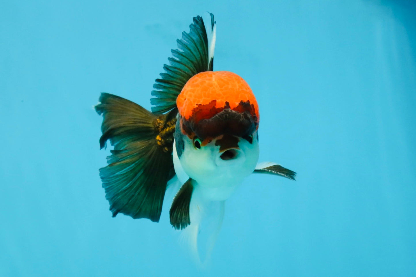 Red Head Tricolor Oranda Male 4.5-5 inches #032726OR_09