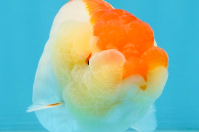 AAA Grade Young Red White LionQueen 4 inches #101025LC_01