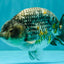 A Grade Strong Body Structure Tiger Ranchu Male 5-5.5 inches #081426RC_22