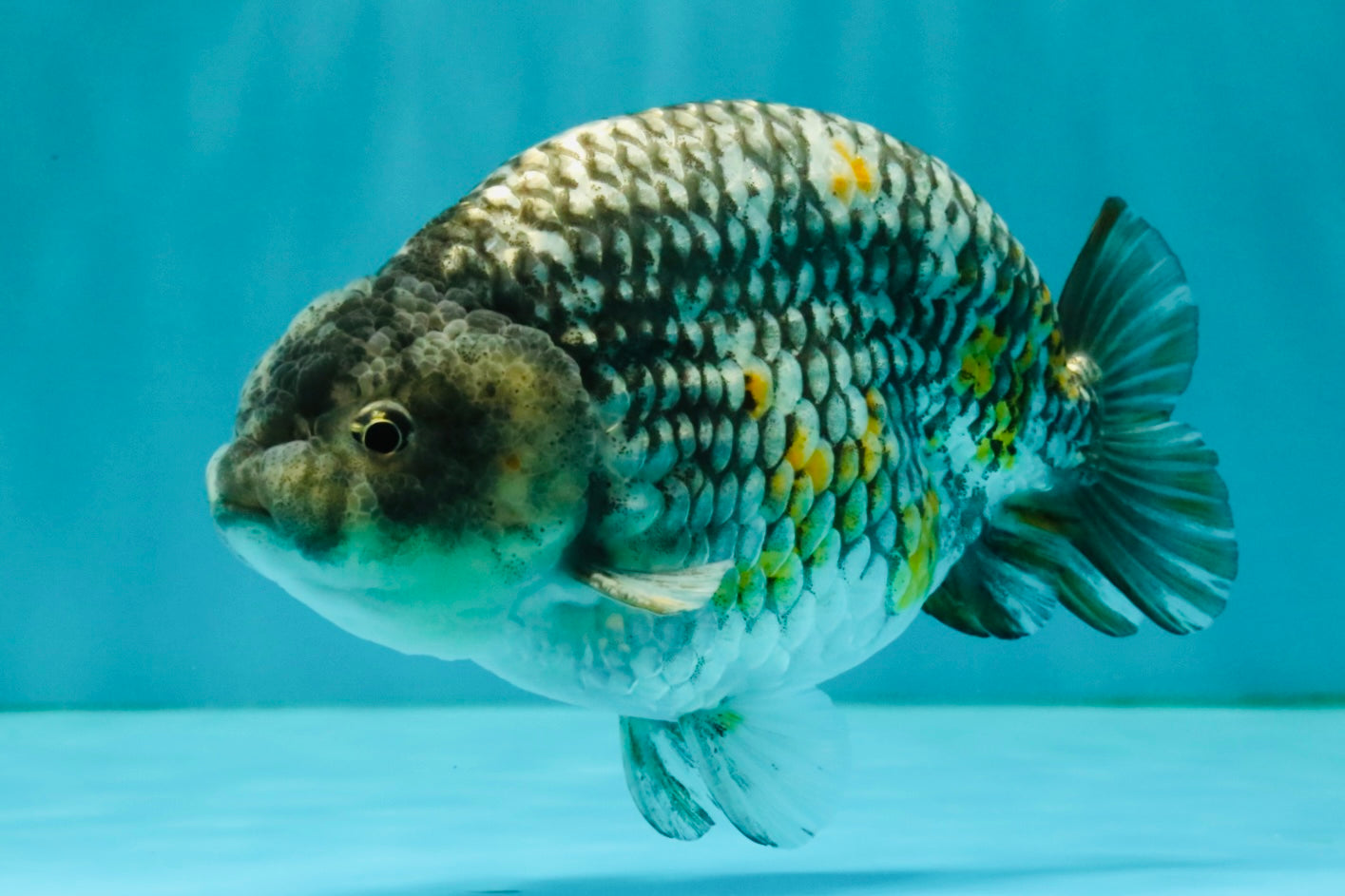 A Grade Strong Body Structure Tiger Ranchu Male 5-5.5 inches #081426RC_22