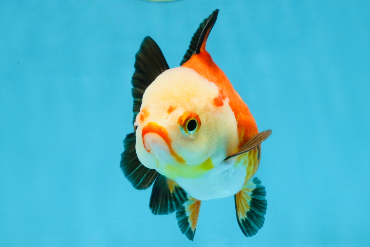 Tricolor Yuanbao Female 4 inches #111425YB_01