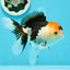 A Grade Crown Tricolor Oranda Female 5 inches #0607OR_01