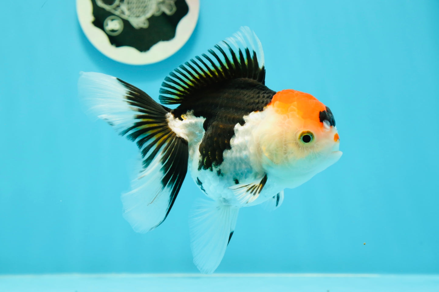 A Grade Crown Tricolor Oranda Female 5 inches #0607OR_01