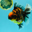 CHUNKY AAA Grade Broadtail Tiger Oranda Male 7-7.5 inches #071026OR_02