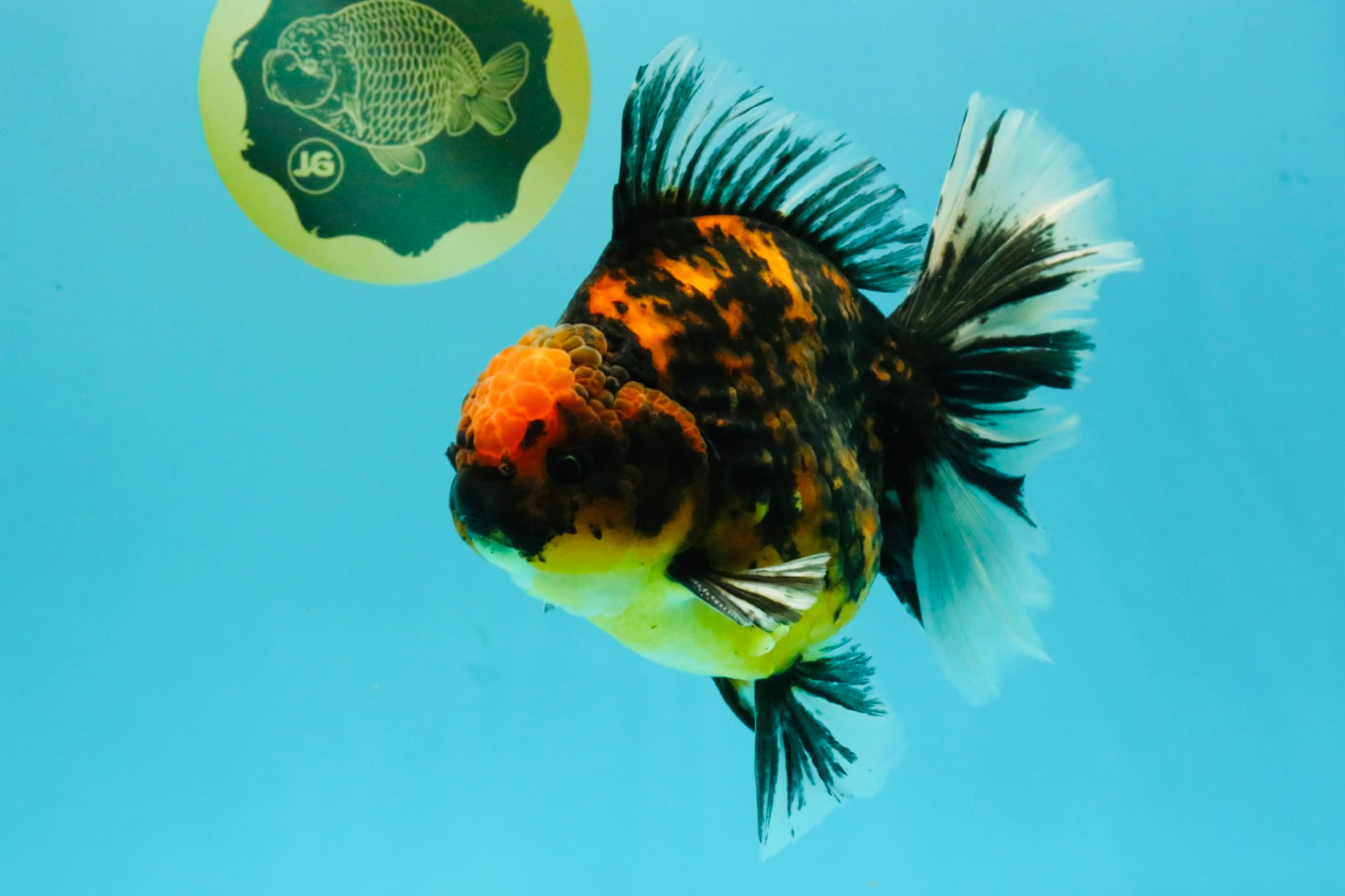 CHUNKY AAA Grade Broadtail Tiger Oranda Male 7-7.5 inches #071026OR_02