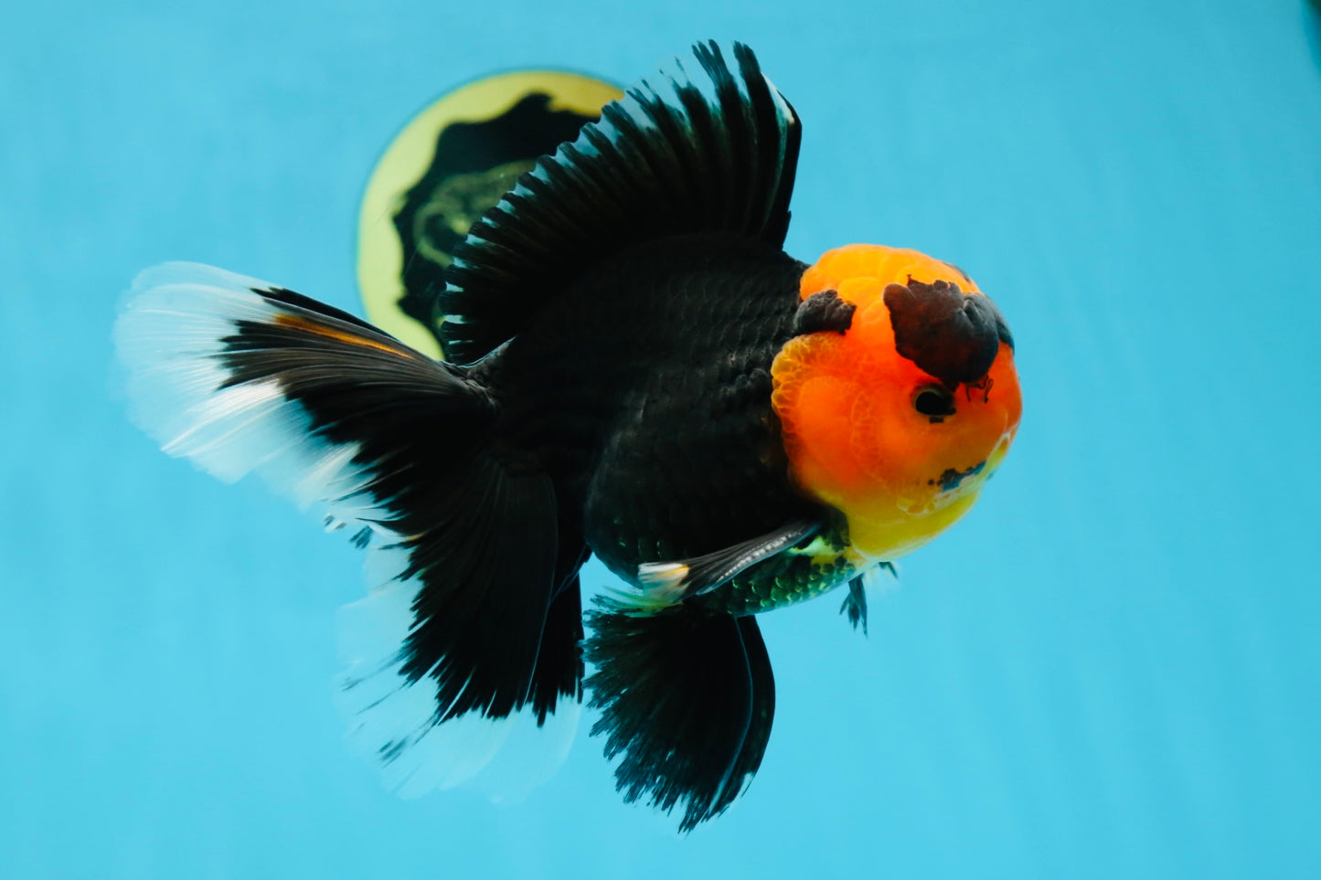 AAA Grade Apache Oranda Male 5-5.5 inches #050925OR_37