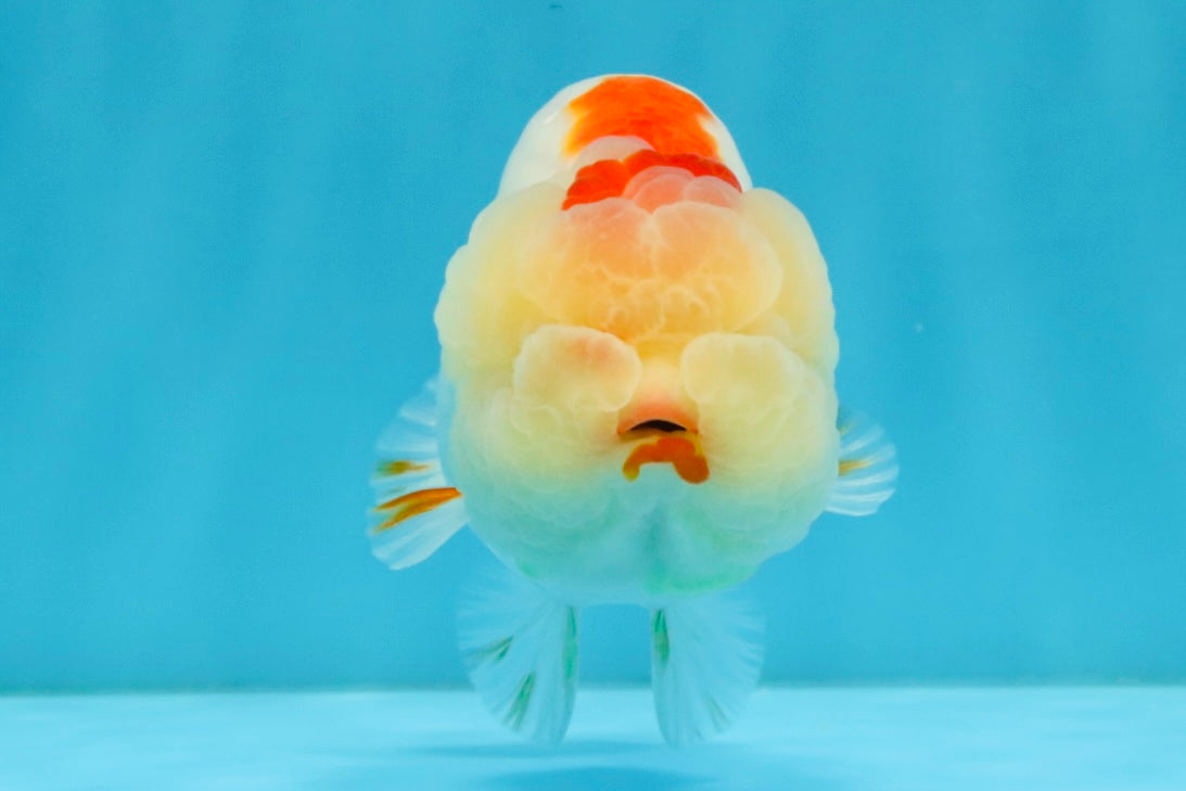 LIPSTICK AAA Grade Red White LionQueen 4.5 inches #032726LC_16