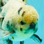 AAA Grade White Marble Oranda Male 5.5 inches #070626OR_23