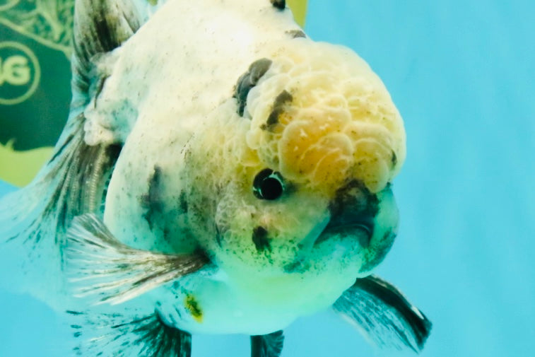 AAA Grade White Marble Oranda Male 5.5 inches #070626OR_23