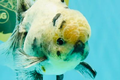 AAA Grade White Marble Oranda Male 5.5 inches #070326OR_23