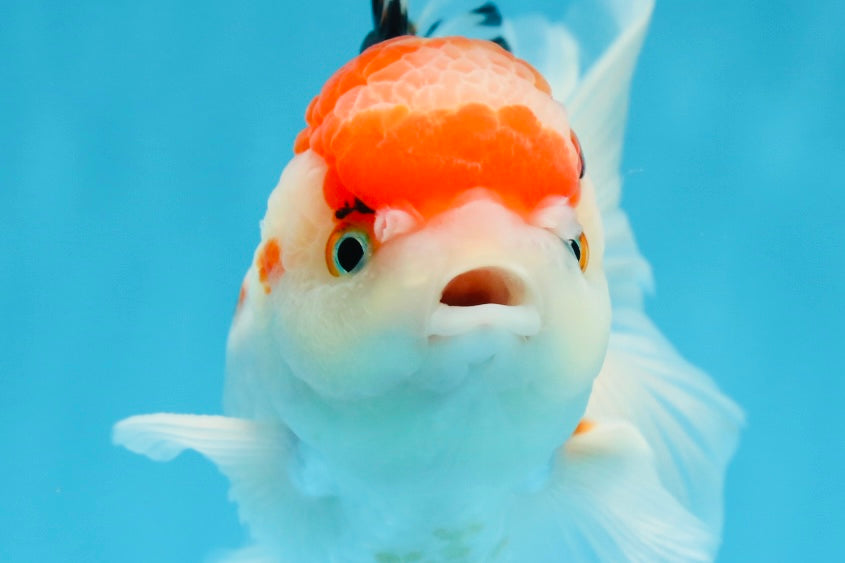 A Grade Tricolor Gem Oranda Male 5-5.5 inches #020725OR_29