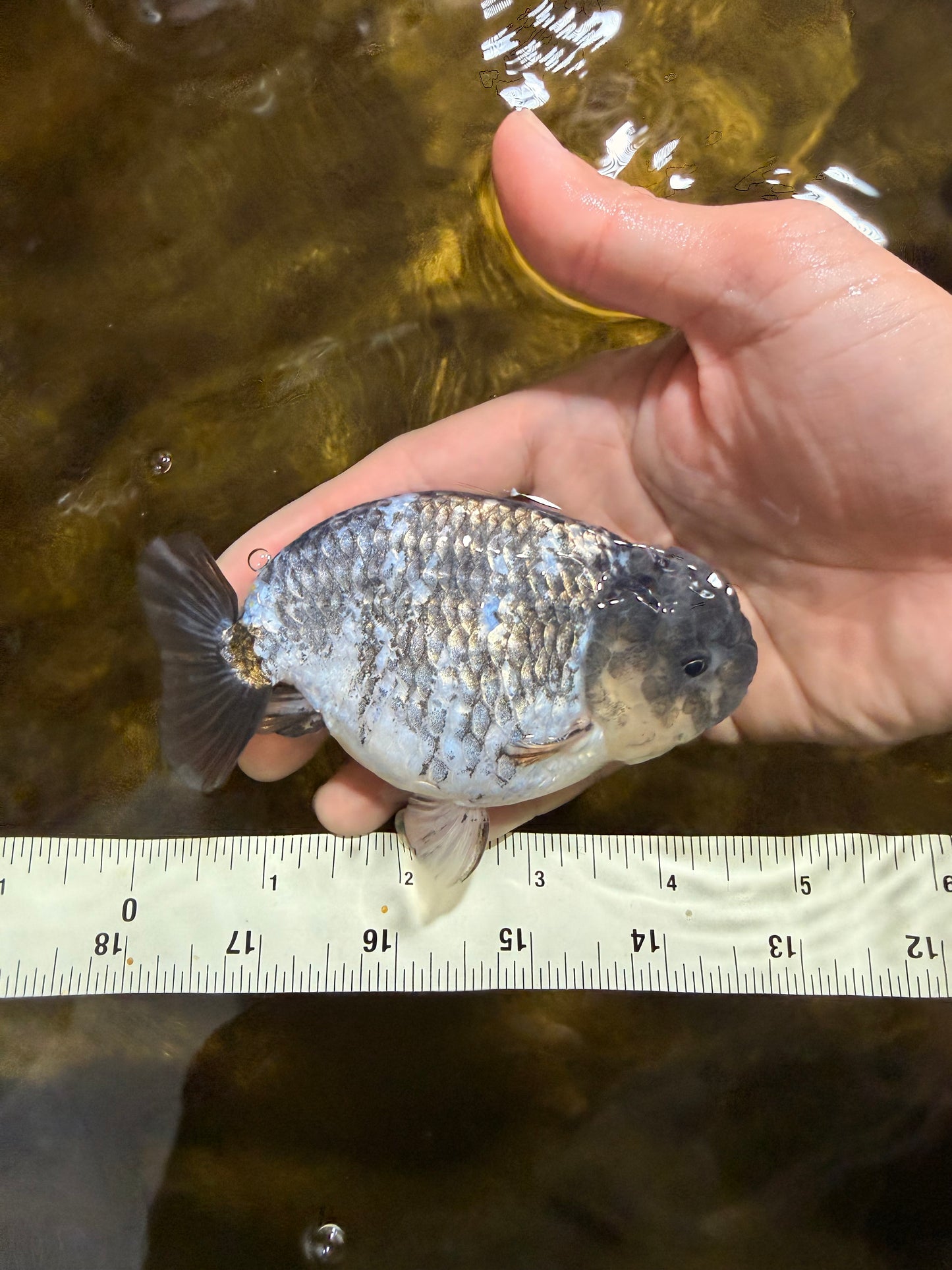 A Grade White Tiger LionKing 4.5 inches #103125LC_13