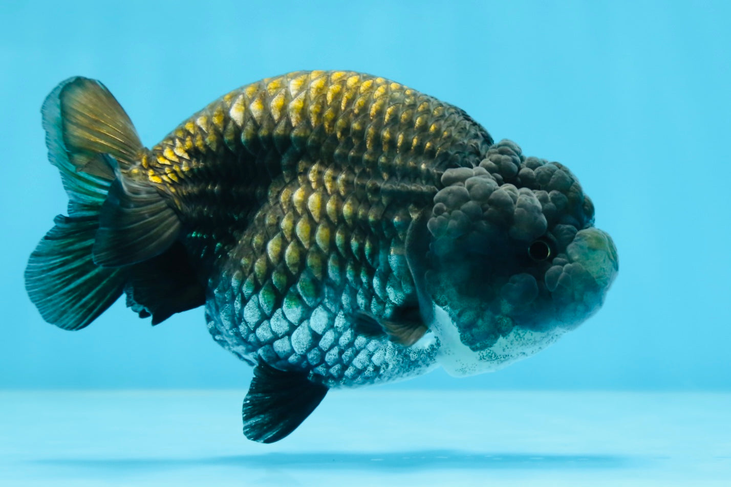 A Grade BIG WEN Black Blue LionQueen 4.5 inches #072525LC_01