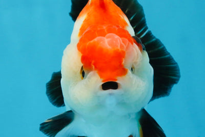 CHONKY A Grade Tricolor Yuanbao Male 4.5 inches #110725YB_06