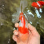 A Grade Lipstick Red White Oranda Male 6 inches #100926OR_17
