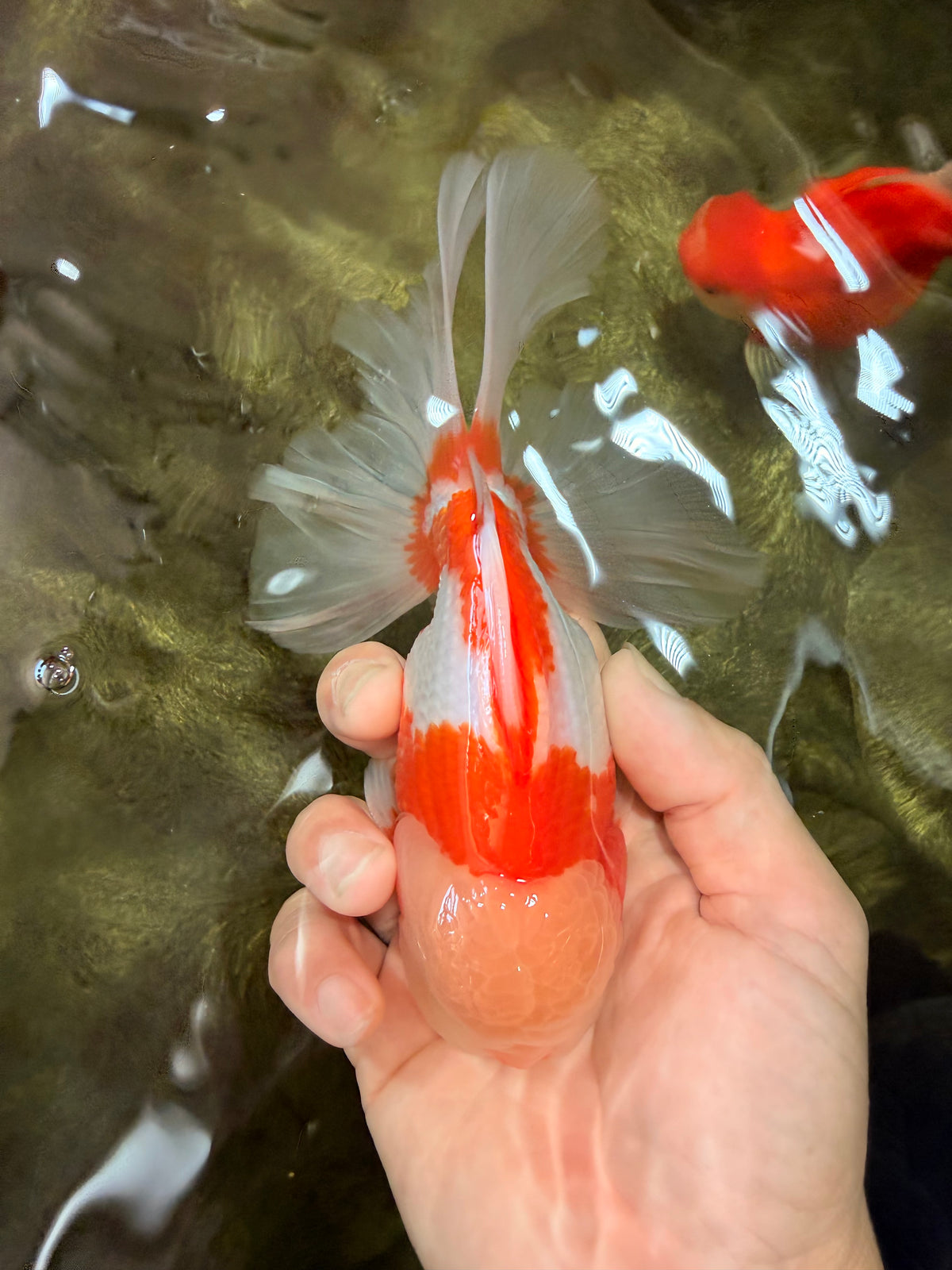 A Grade Lipstick Red White Oranda Male 6 inches #100926OR_17
