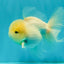 BEAUTY A Grade White Sakura Oranda Male 5.5 inches #050126OR_09