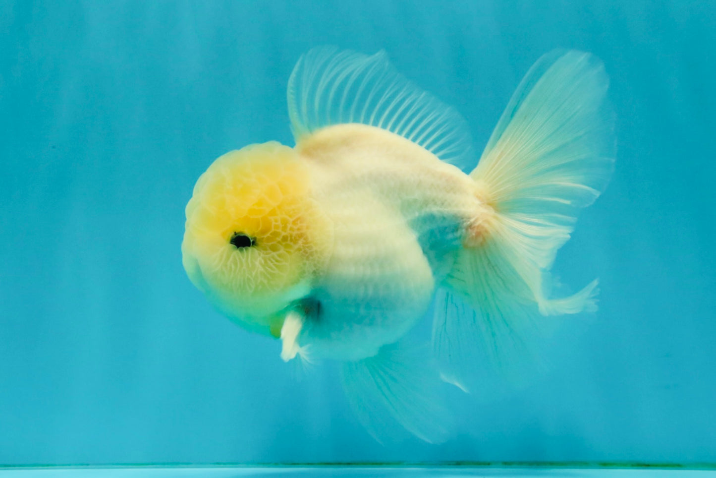 BEAUTY A Grade White Sakura Oranda Male 5.5 inches #050126OR_09