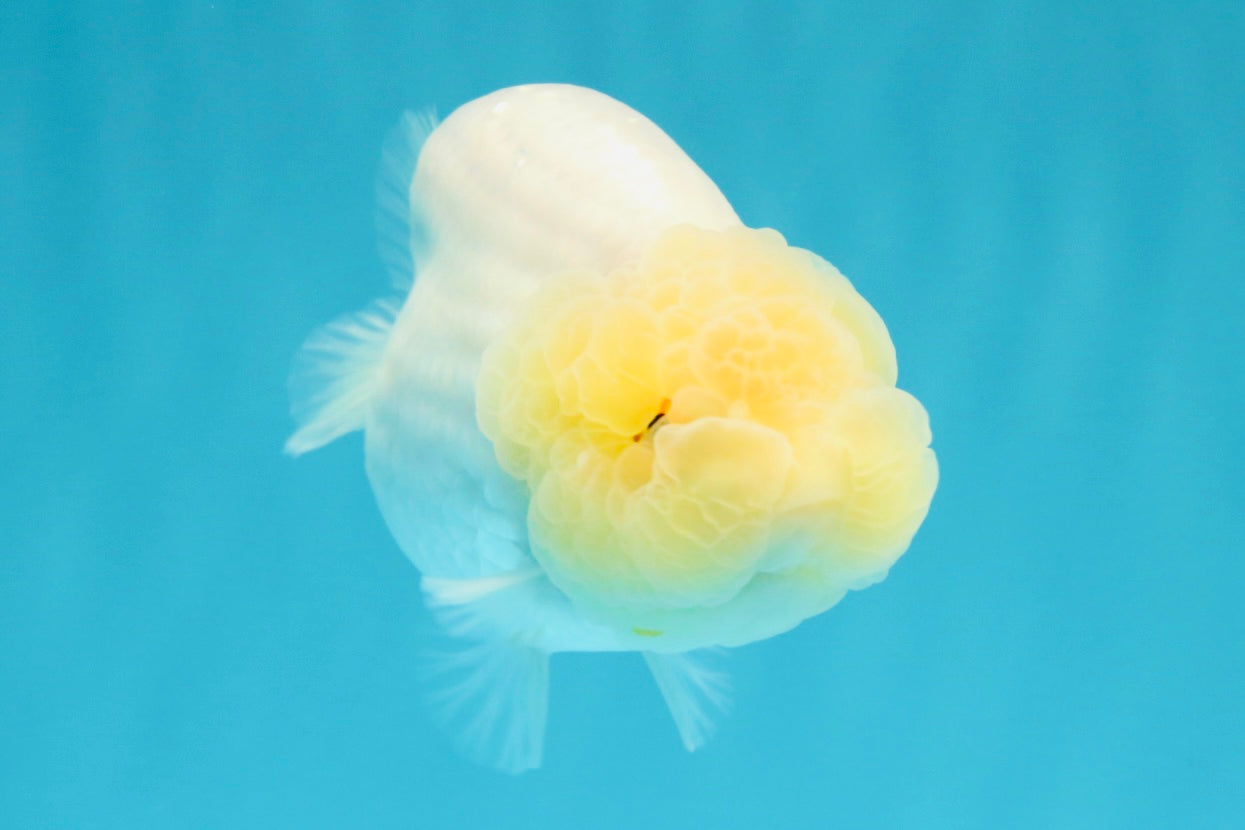 A Grade Dragon Head White LionQueen 4-4.5 inches #022726LC_25