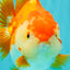 AAA Grade Red White Yuanbao Female 5 inches #062626YB_12
