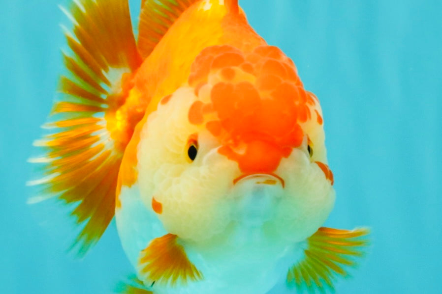 AAA Grade Red White Yuanbao Female 5 inches #062626YB_12