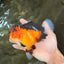 AAA Grade Apache Oranda Female 5.5-6 inches #071026OR_26