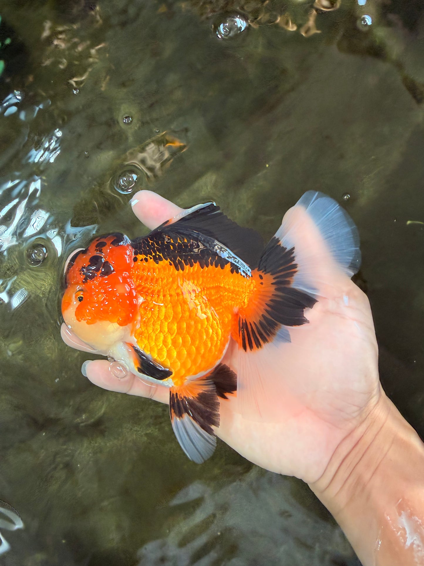 AAA Grade Apache Oranda Female 5.5-6 inches #071026OR_26