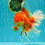 JUMBO AAA Grade Red White Oranda Male 8.5 inches #071726OR_01