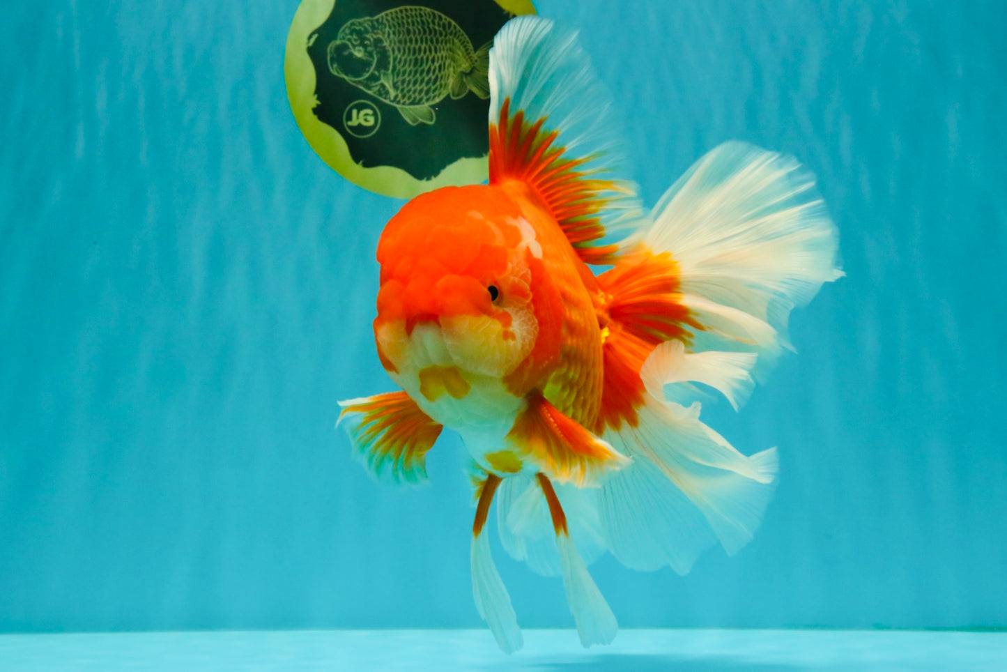 JUMBO AAA Grade Red White Oranda Male 8.5 inches #071726OR_01