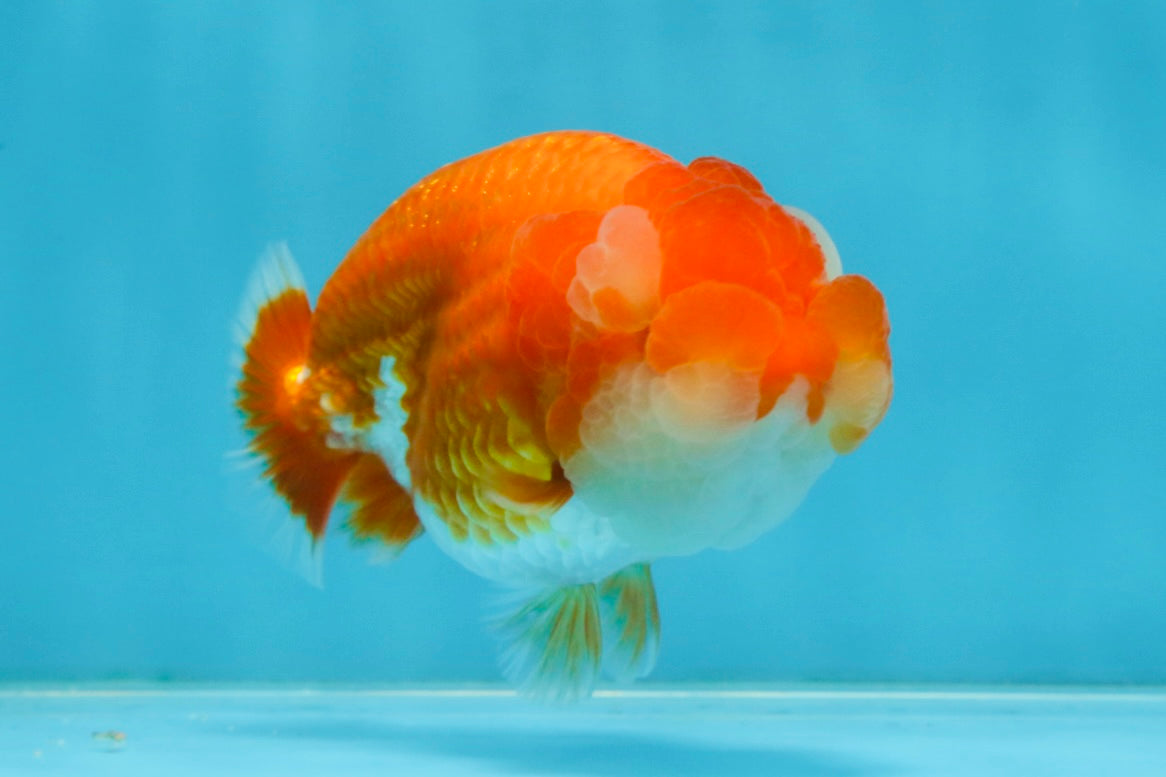 A Grade Young Red White LionQueen 4 inches #101025LC_10