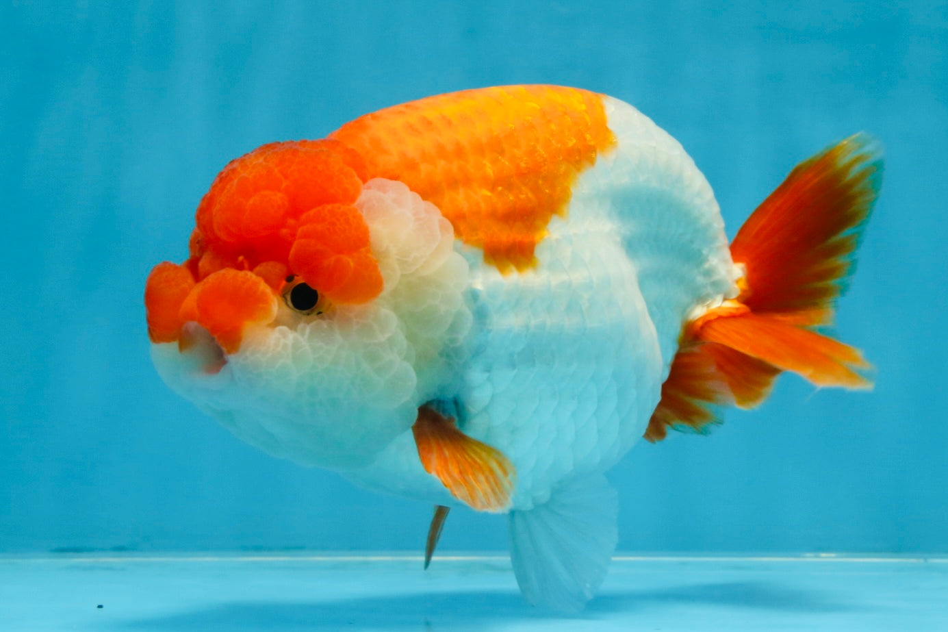 A Grade Red White LionKing 5.5-6 inches #103125LC_10