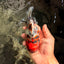 A Grade Tiger Oranda Female 5.5 inches #061926OR_28