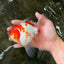 A Grade Kohaku Red White Oranda Male 5.5-6 inches #082126OR_02